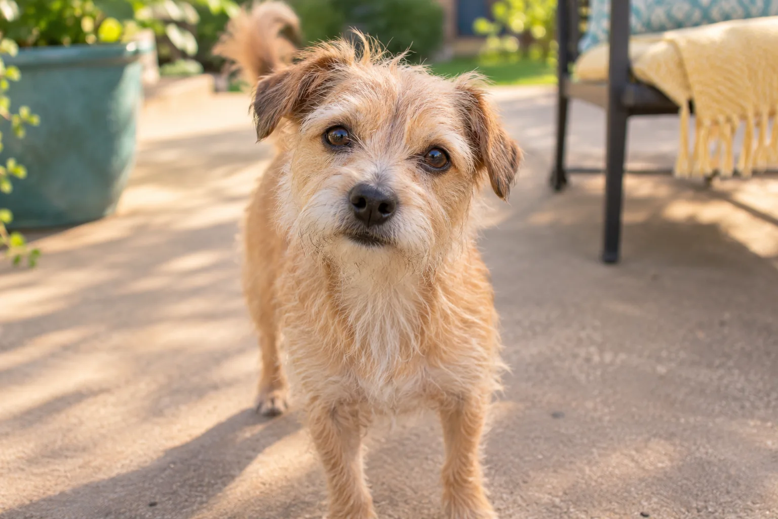 A small scruffy tan terrier standing on a warm concrete patio, close central face portrait
