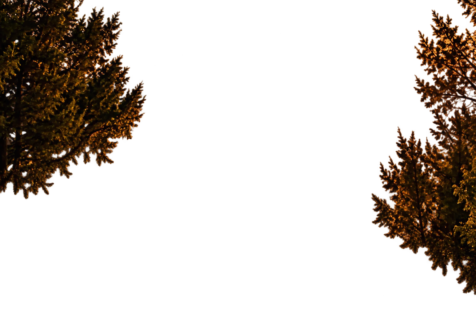 Cedar boughs framing the evening woodland