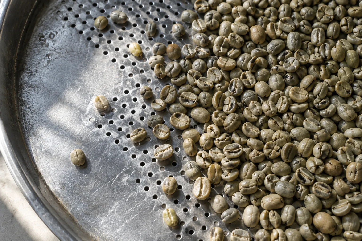 Green coffee beans on a metal cooling tray.