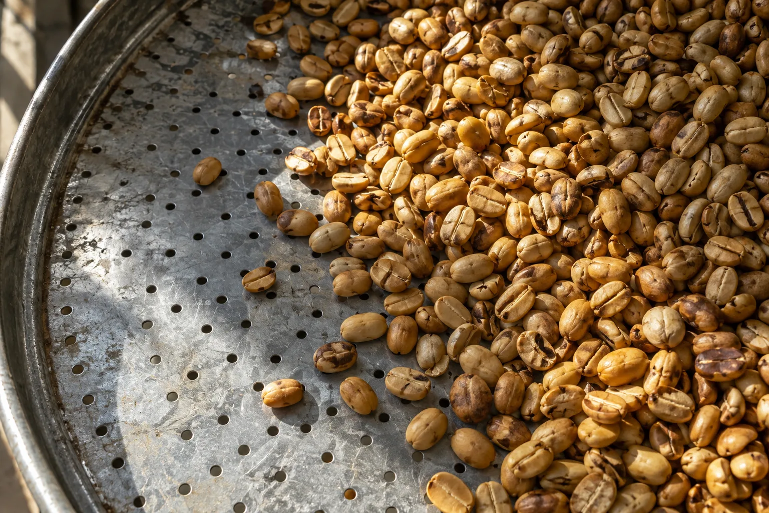 Yellow beans in the drying stage.