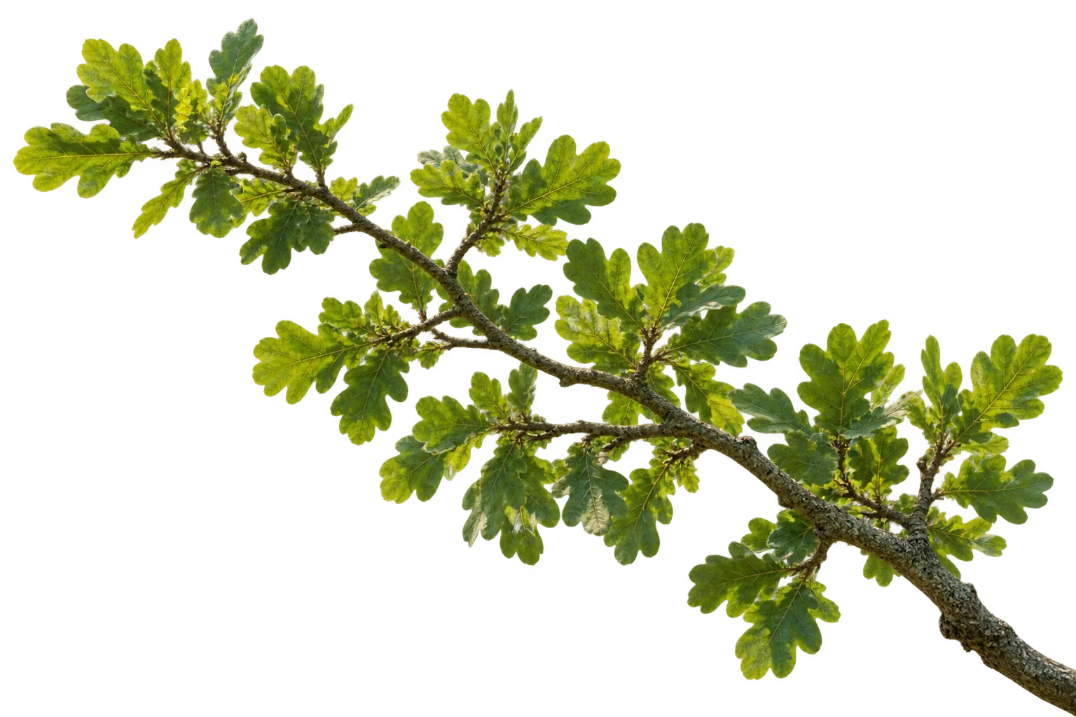 A foreground oak branch.