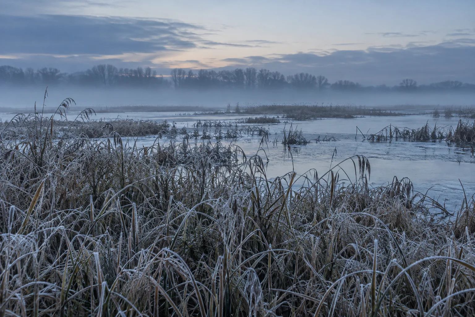 Frosted reeds with a winter tree line