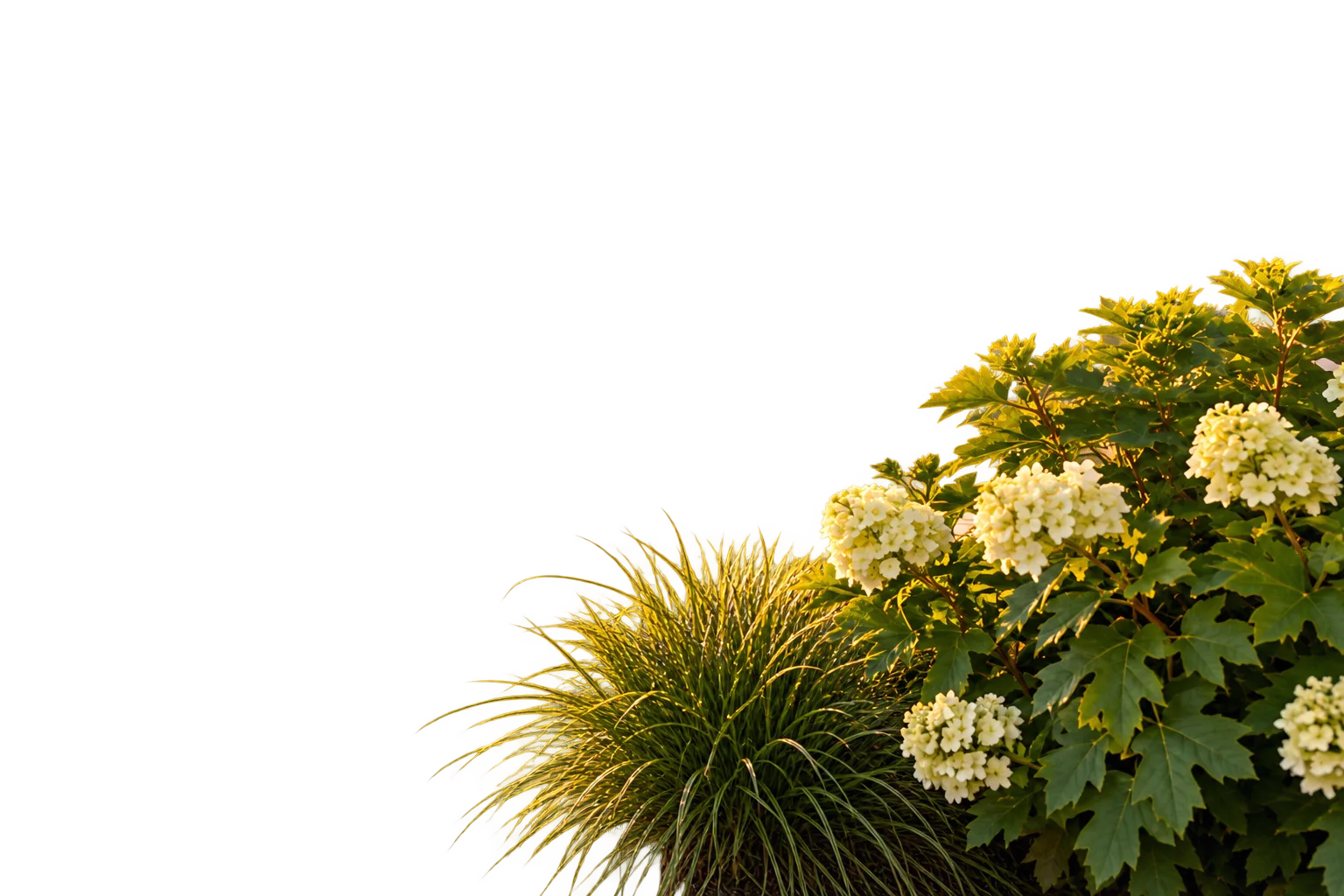 Foreground ornamental grasses, used as a subtle photographic layer