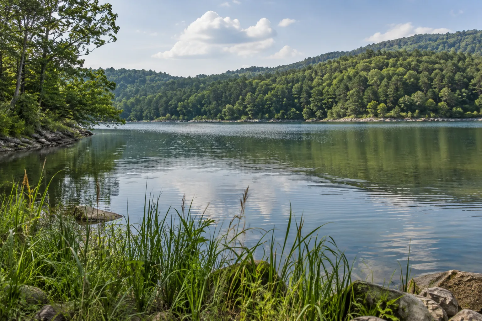 Wooded Arkansas lake and foreground reeds