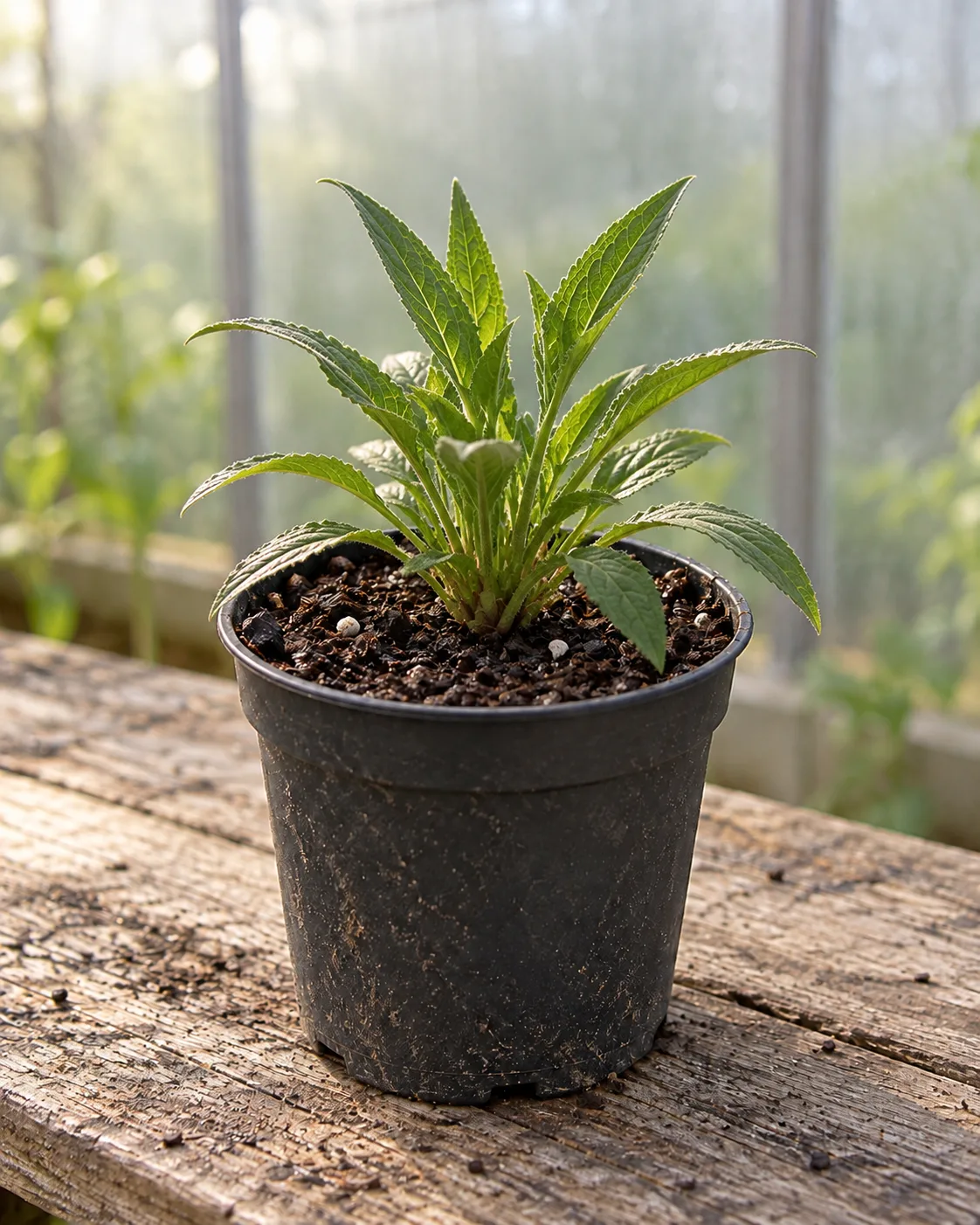 Purple coneflower rooted plug